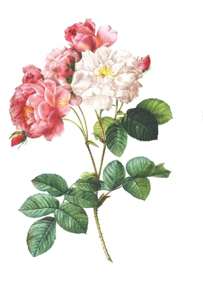 בוטני ורדים - Artpicked - תמונות רומנטיות לחדר שינה פרחים בסגנון רטרו  - מק''ט: 329689