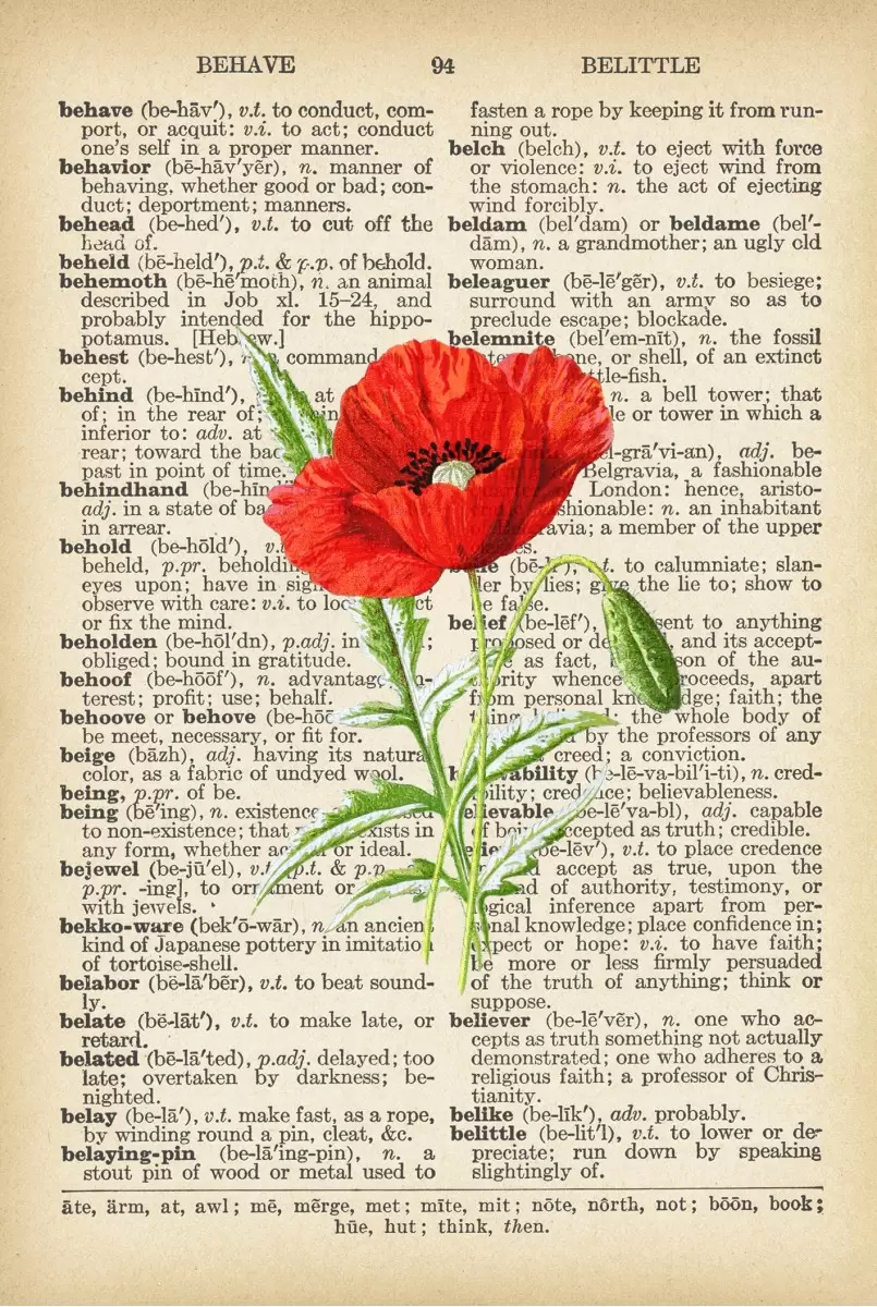 פרג אדום עם זרעים רטרו על טקסט - Artpicked - פרחים בסגנון רטרו  - מק''ט: 330211