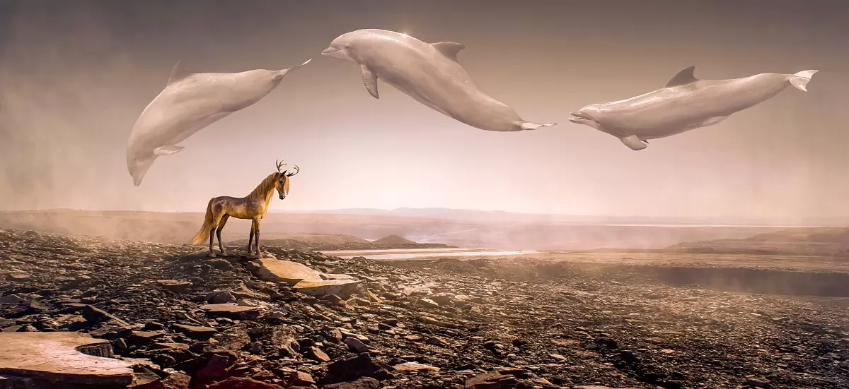 דולפינים מעופפים - Artpicked - תמונות השראה למשרד סוריאליסטי תמונות קנבס זכוכית מודרניות  - מק''ט: 390672