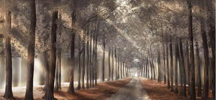 השביל אל האושר ביער הקסום