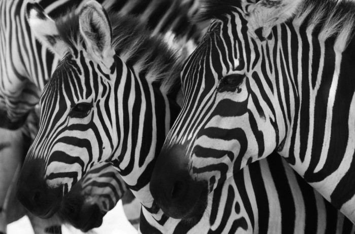 בטוחים בעדר