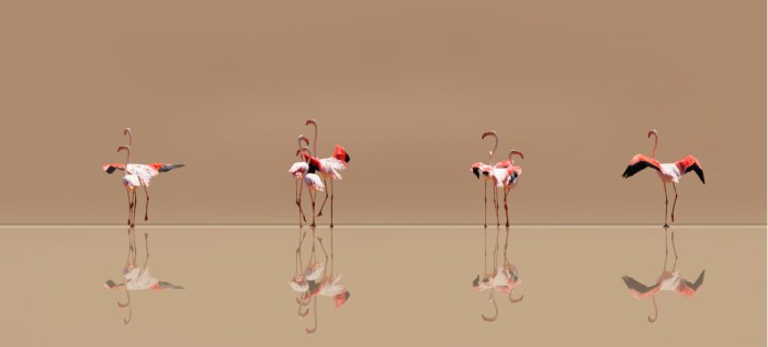 ריקוד הפלמינגו