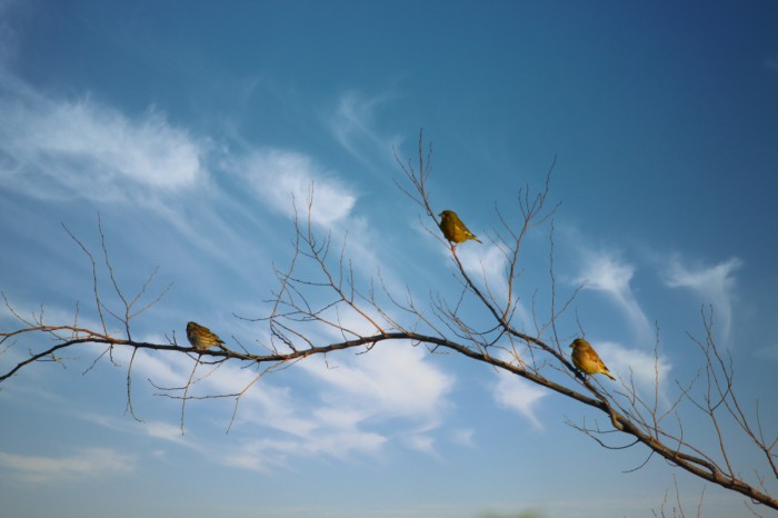 ציוץ של בוקר