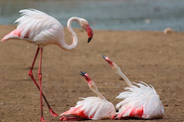 צמאות לאהבה