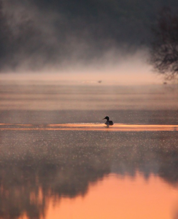ערפל של בוקר