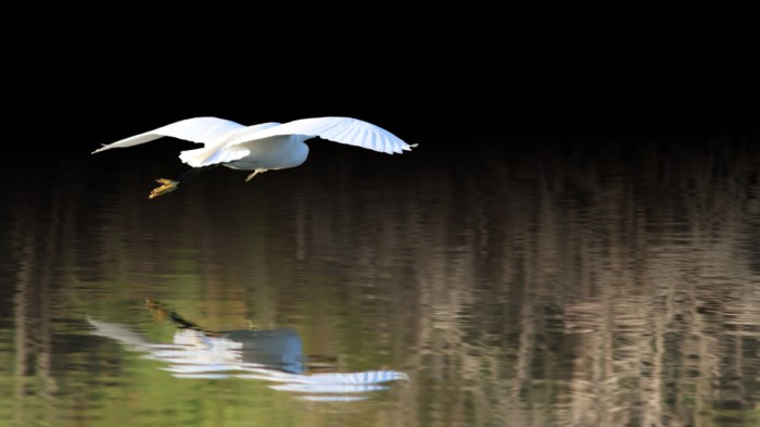 בחסות החשכה