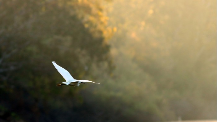 מעוף של בוקר