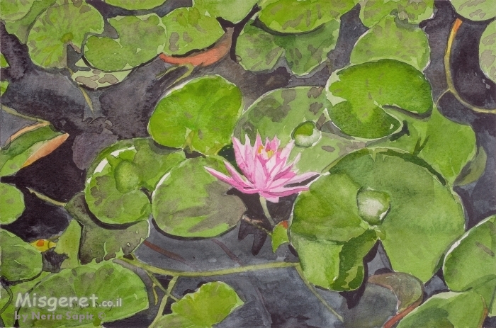 נימפיאה במים