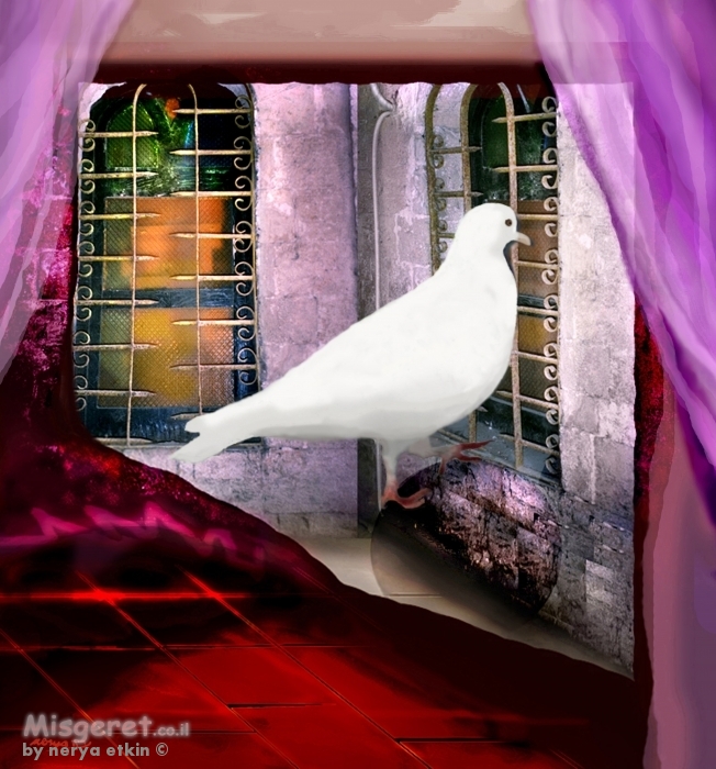 יונה לבנה בחלון