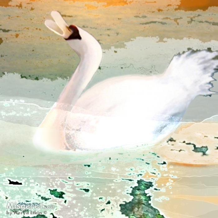 שירת הברבור