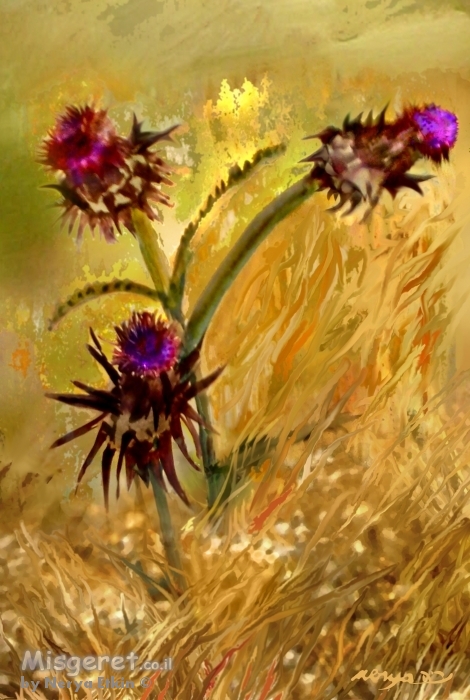 דרדרים בשדה