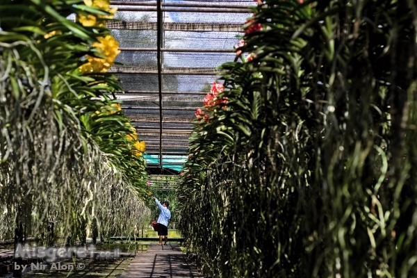 קטיף סחלבים