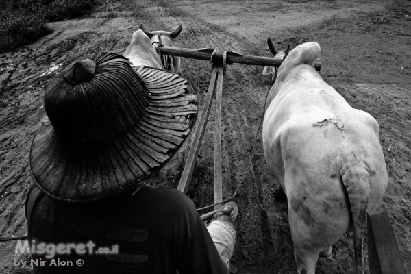 העגלון התאילנדי