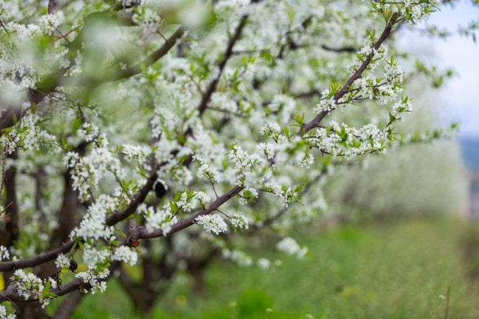 פריחת השזיף