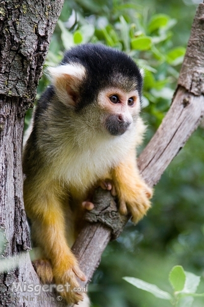 קטן וערמומי...