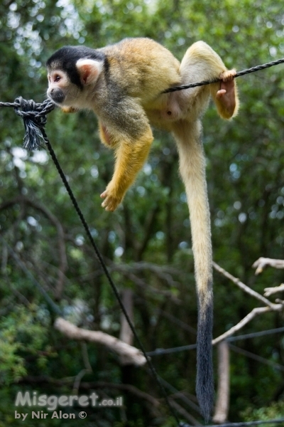 תלוי אם זה קוף...