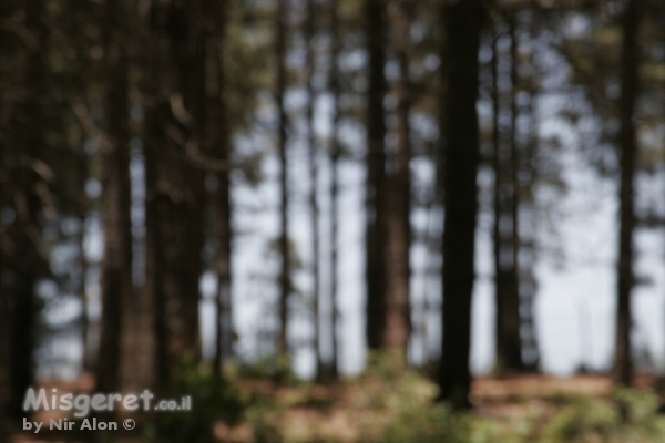 יערות הכרמל