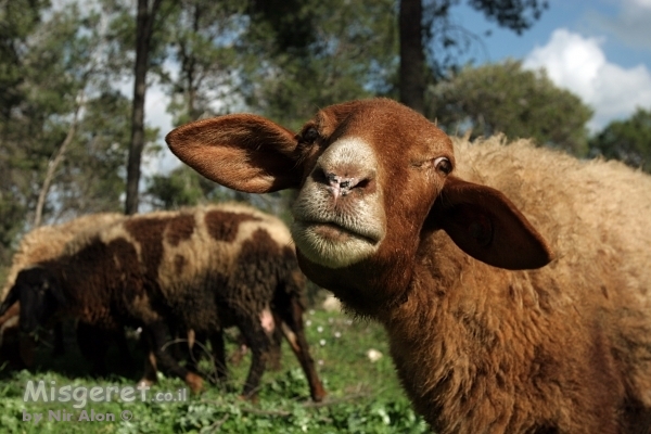 ומה אני... עז ?