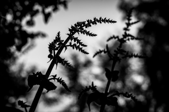 מרווה ירושלמית