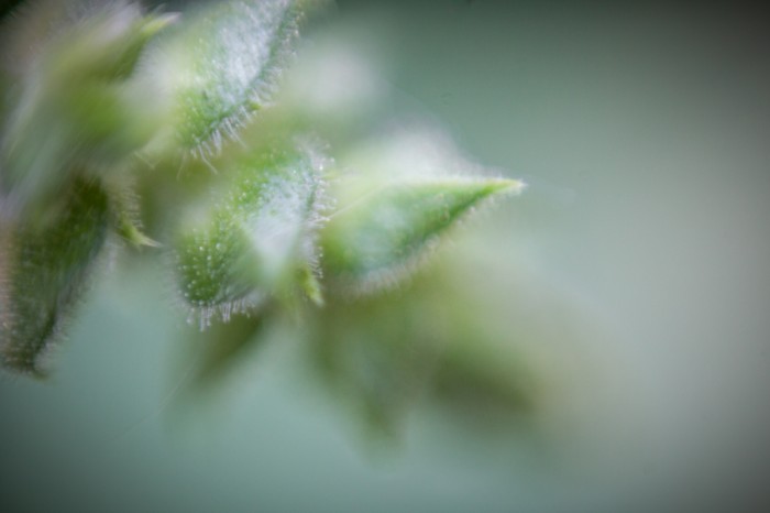 מרווה ירושלמית