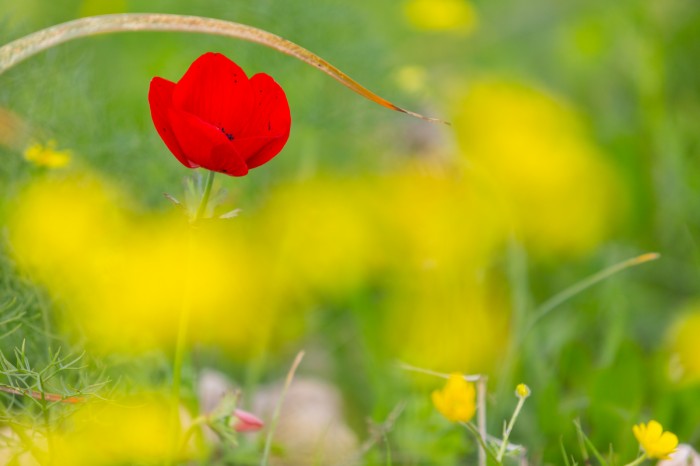 כלנית בודדה