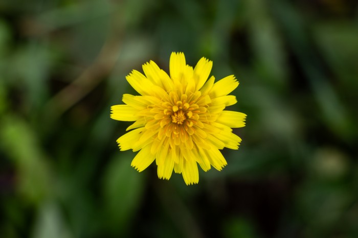 מבט על: חרצית