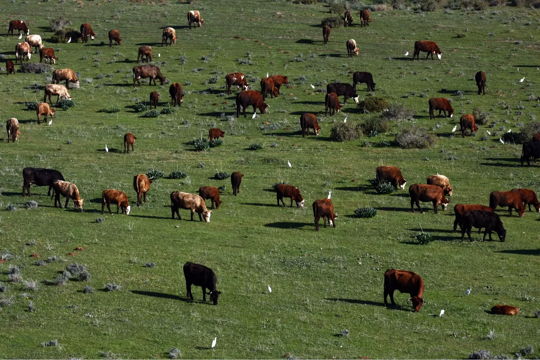 פרות באחו - ניר אלון -  - מק''ט: 72971