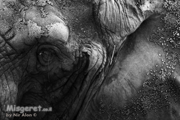 עור של פיל...