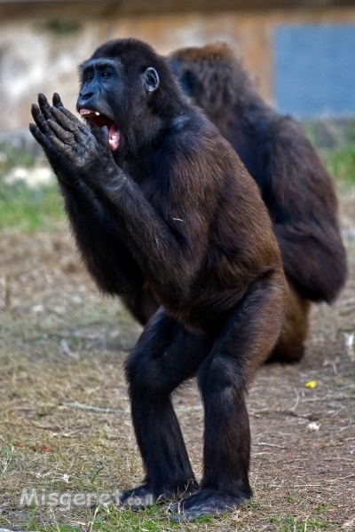 אאאאבבבביייי....