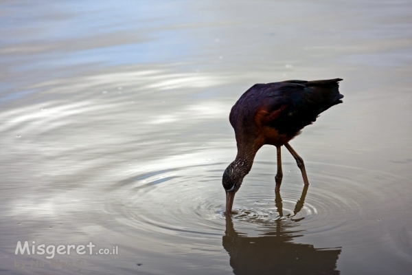שותה בעיגולים