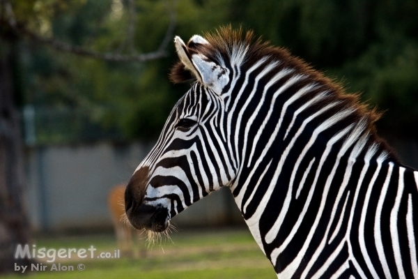 שחור לבן בצבעוני