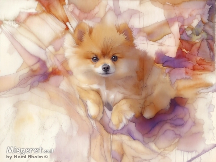 כלבלב פומרניאן