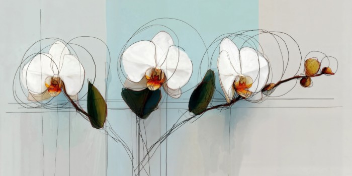 סחלבים משורטטים