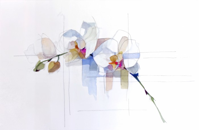 סחלב משורטט