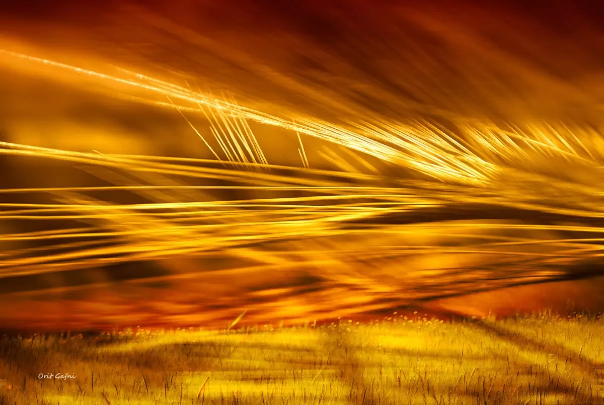 שדה מוזהב - אורית גפני - תמונות אווירה אבסטרקט פרחוני ובוטני תמונות בחלקים  - מק''ט: 464309