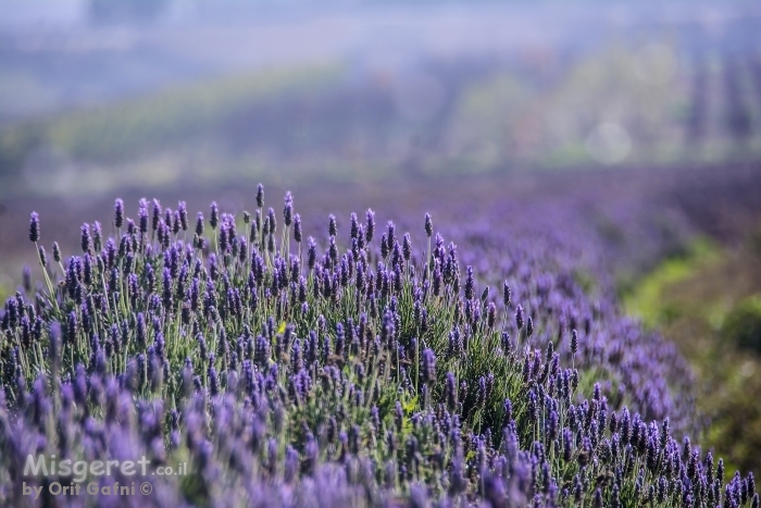 ניחוח לבנדר