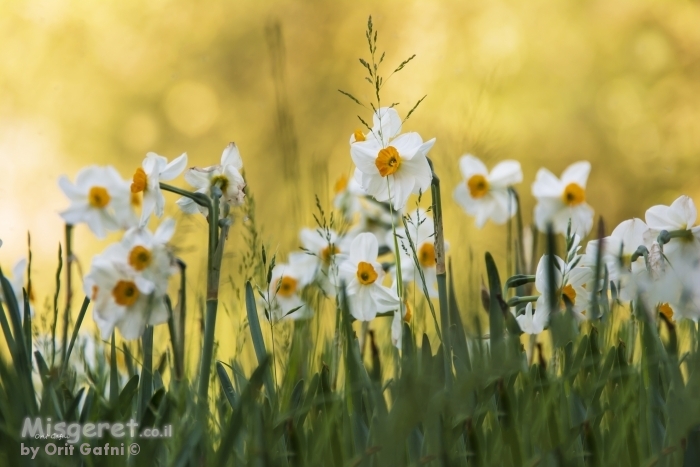 נרקיסים בשעת הזהב