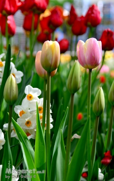 פרחים מהודרים