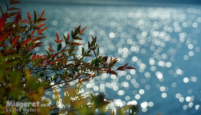 ניצנוצים של בוקר