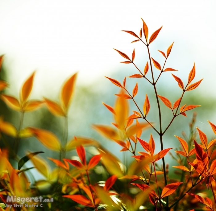 זוגות ושלשות