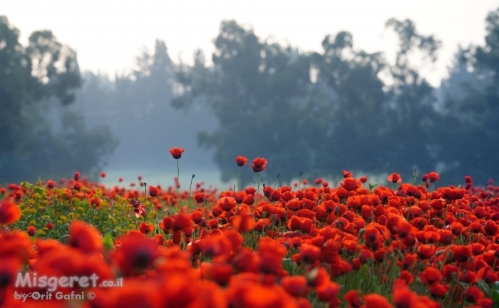 פרגים בערפילי הבוקר 2
