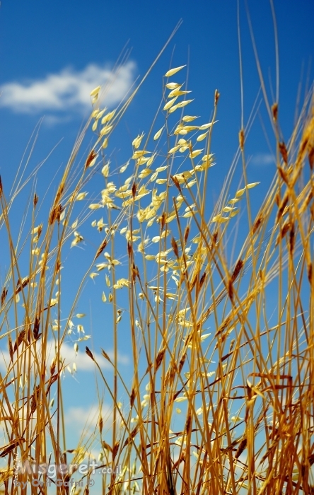 משב רוח מרענן