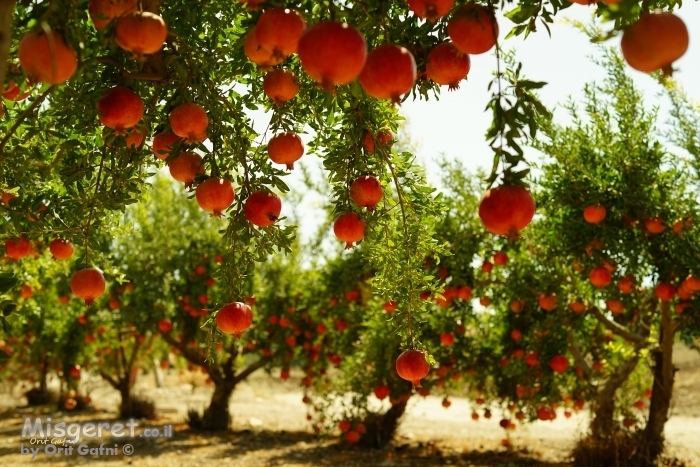 שפע רימונים