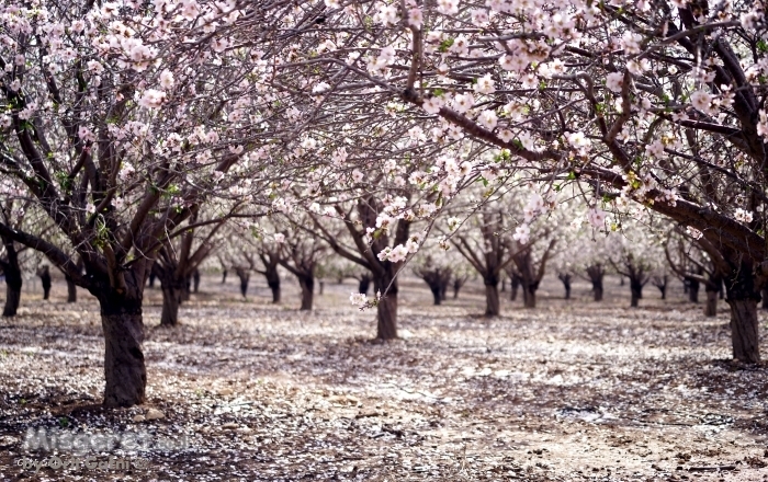 להיסחף לתוך חלום