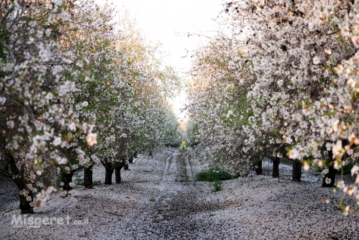 דרך השקדיות הלבנות