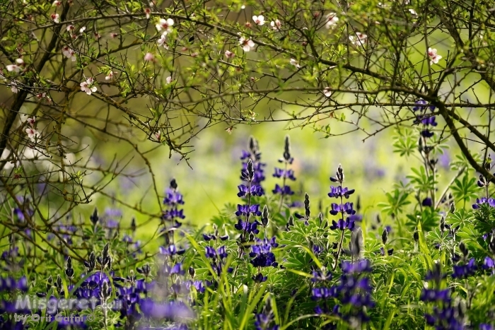 השער אל האור