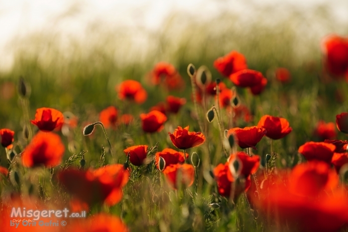 מבשרי האביב