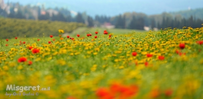 גבעה פרחונית
