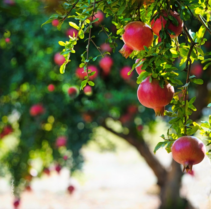 רימונים בשעת זהב