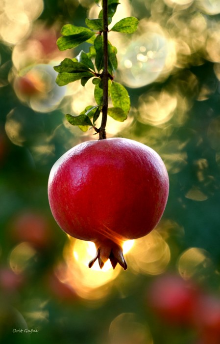 ליטוף קרני השמש